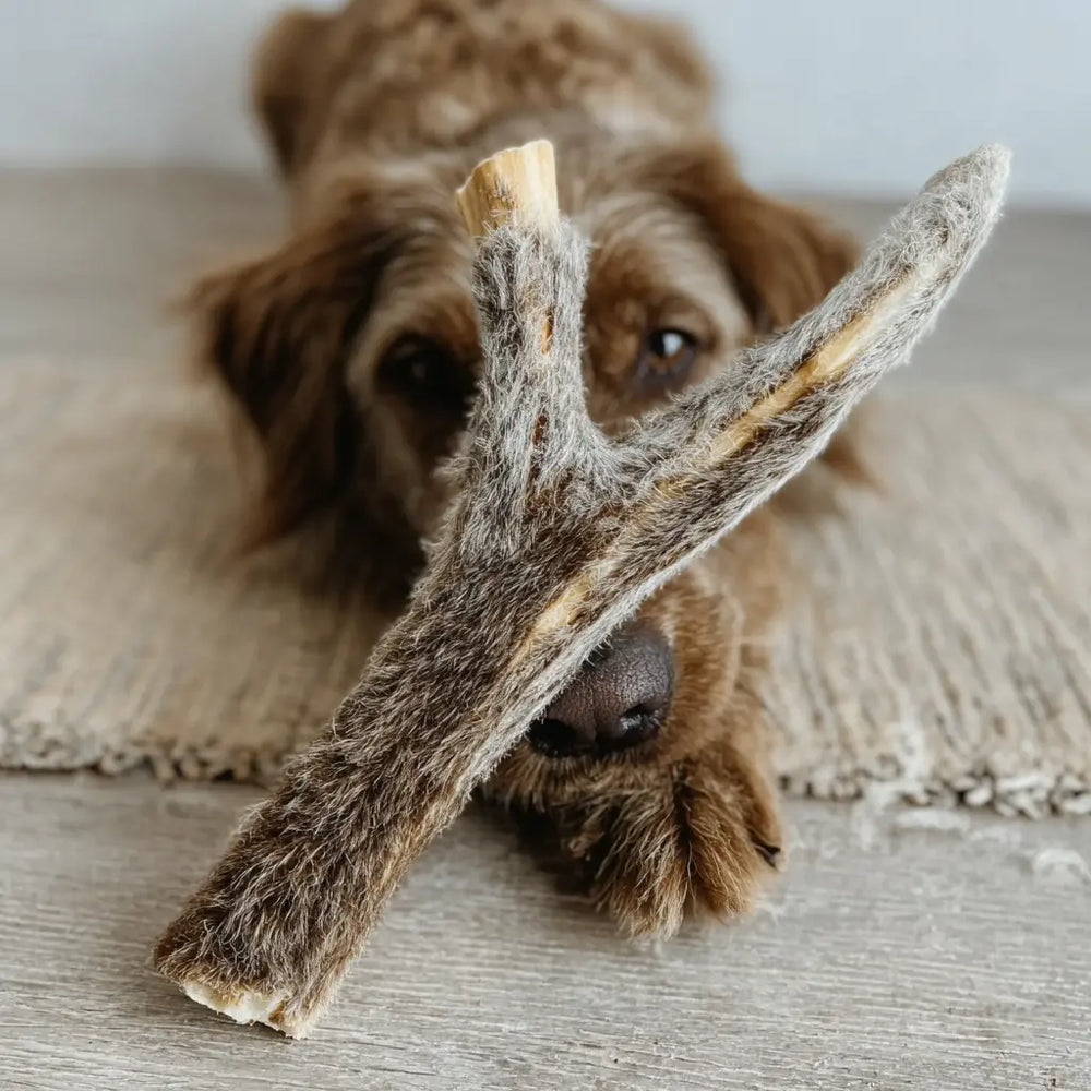 Deer Antler Chew with Velvet – Gentler Chew for Puppies/Seniors | Australian‑Sourced Willie Wellness Co.