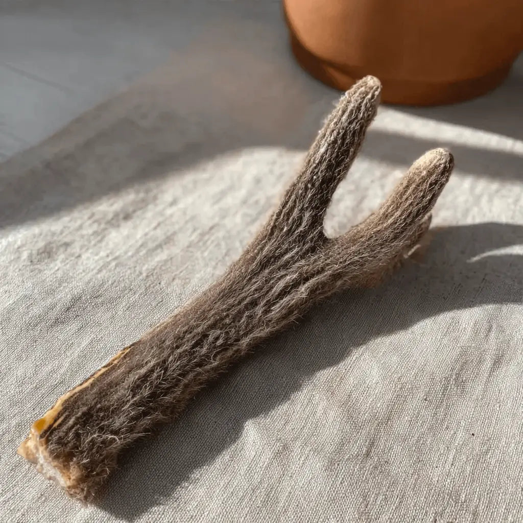 Deer Antler Chew with Velvet – Gentler Chew for Puppies/Seniors | Australian‑Sourced Willie Wellness Co.