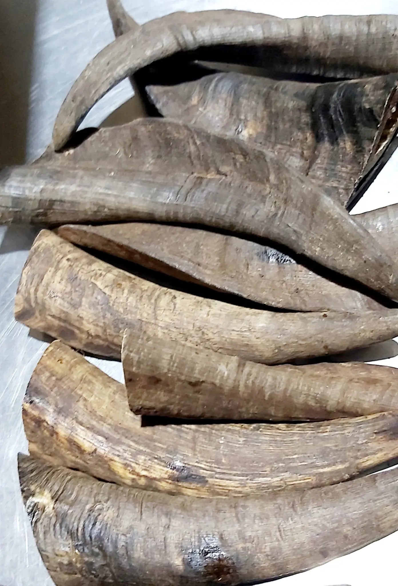 Goat Horn Chew (No Marrow) – Australian, Long‑Lasting & Low‑Odour | LARGE 15-20CM Willie Wellness Co.